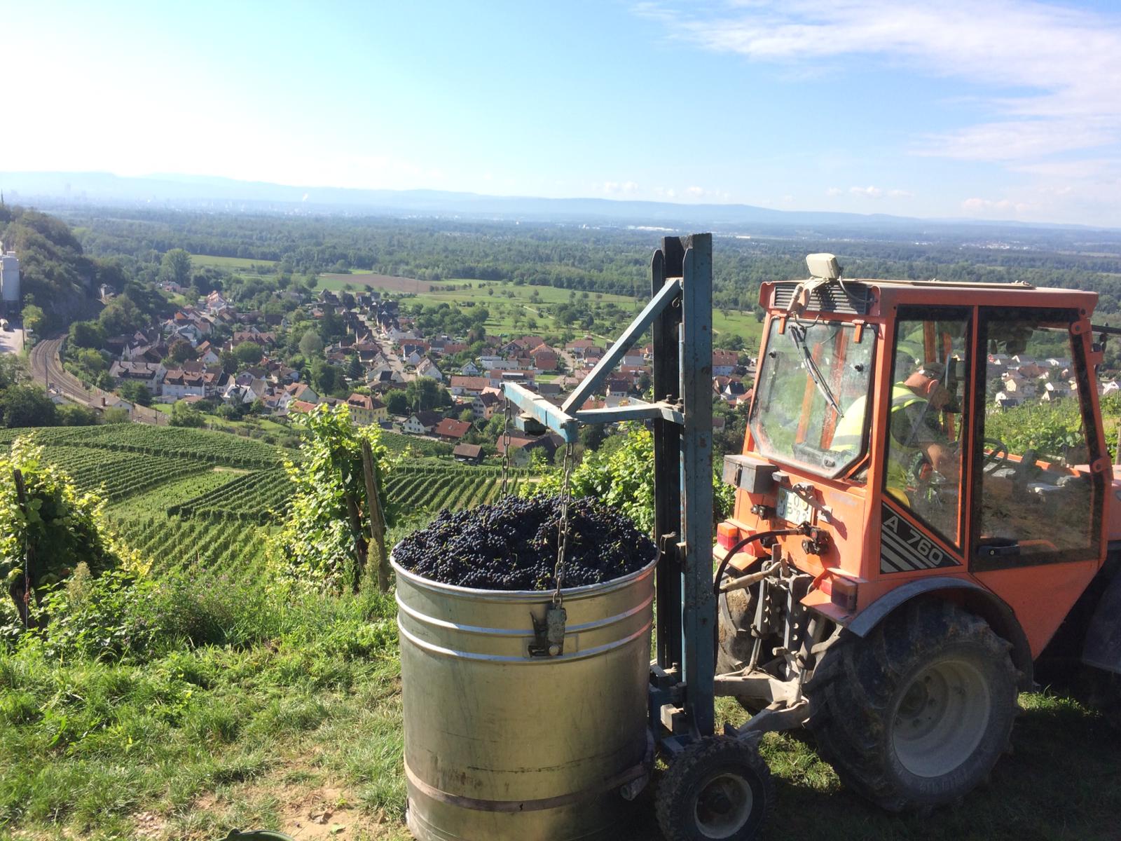 Im ehemaligen Steinbruch wird Wein angebaut